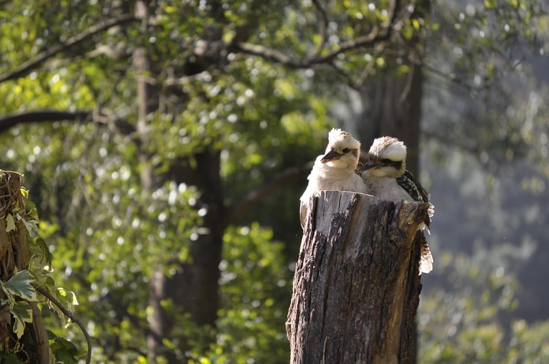 Whispering